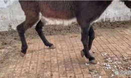 大驴的最新视频爆料,揭秘幕后真相，带你走进事件核心